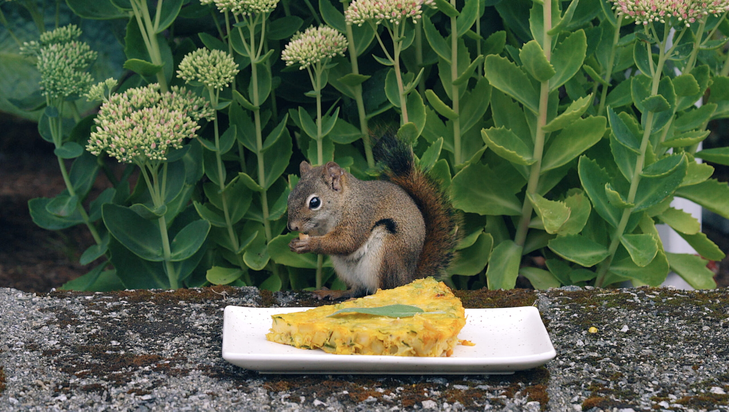 gluten free quiche and squirrel